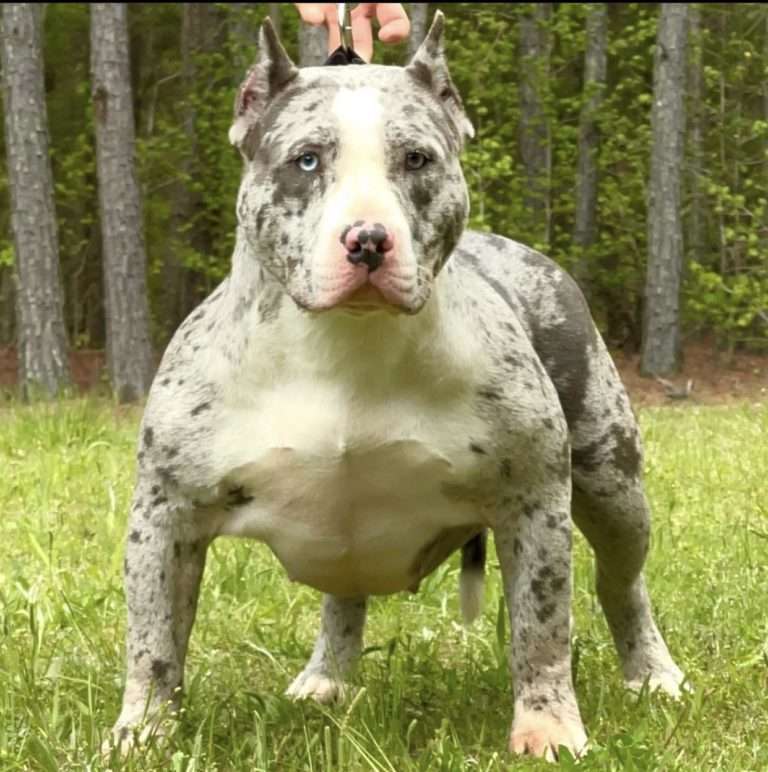 American bully females