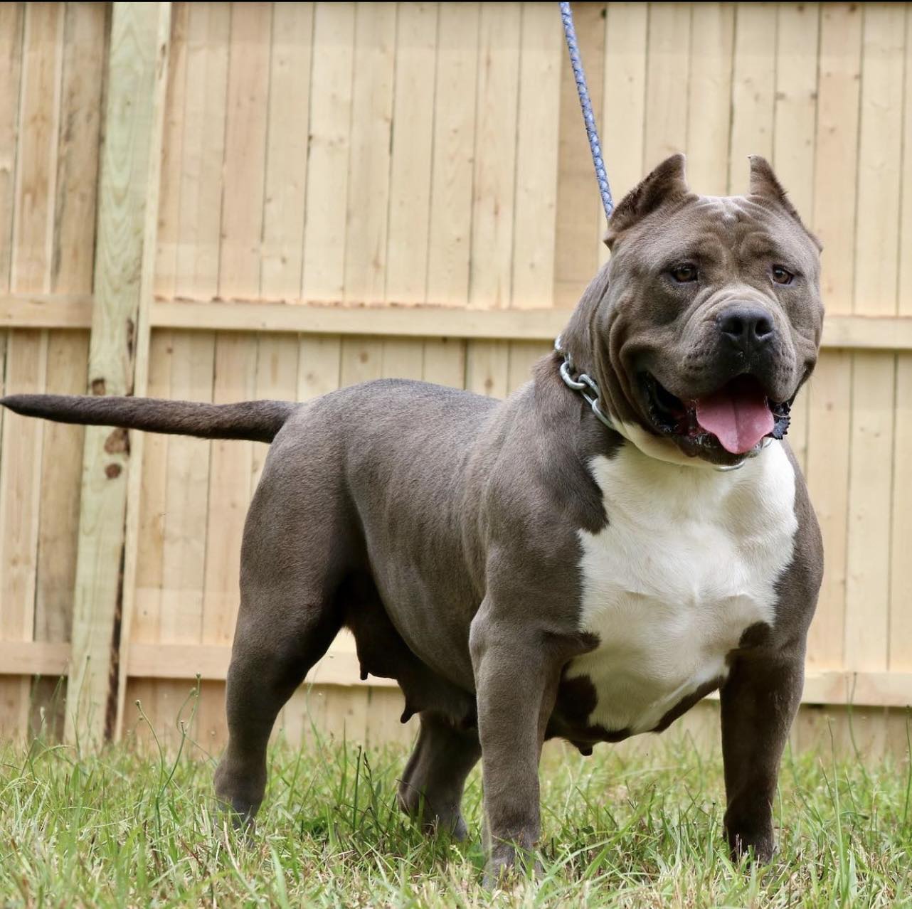 Female American bully for sale