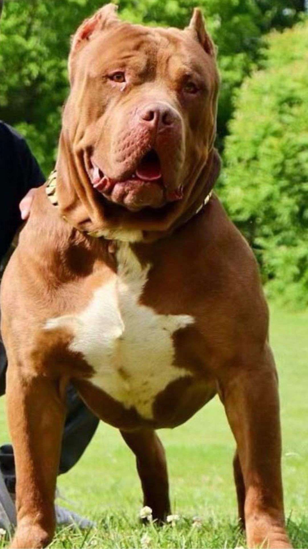 rednose American bully stud